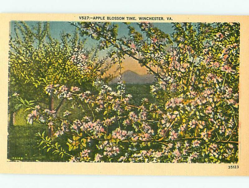 Winchester VA V527 Apple Blossom Time 35123 Flowers Apple Trees  Postcard # 5669