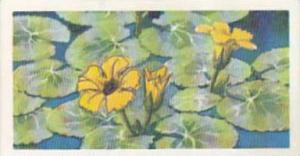 Brooke Bond Tea Trade Card Wild Flowers No 37 Fringed Water-Lily