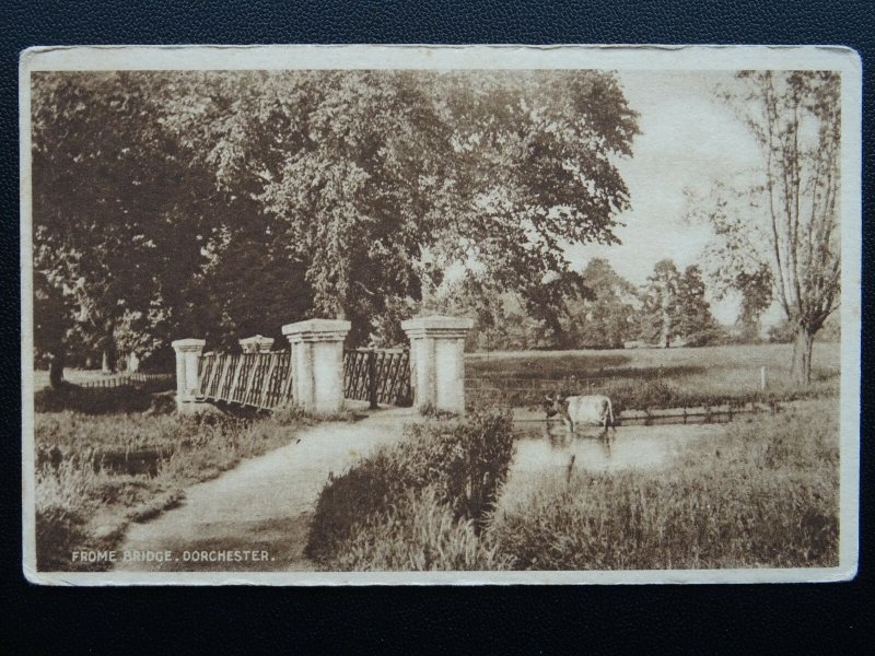 DORCHESTER Frome Bridge shows Cattle in River c1930s Postcard by E.A. Riglar