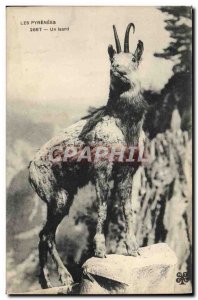 Postcard Old One chamois Pyrenees