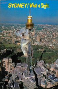 Sydney Tower What a sight koala bear Australia aerial view