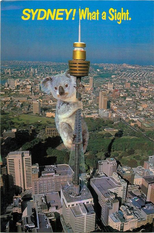 Sydney Tower What a sight koala bear Australia aerial view