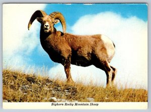 Bighorn Rocky Mountain Sheep, Chrome Postcard