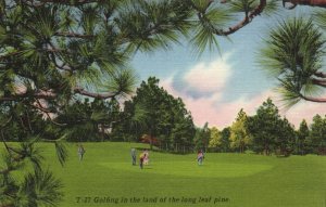 PC GOLF, NC, ASHEVILLE, LAND OF THE LONG LEAF PINE, Vintage Postcard (b45867)