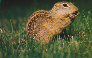 A Busy Chipmunk