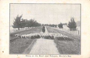 Takapau New Zealand Hawke's Bay Sheep on the Road Vintage Postcard AA44148