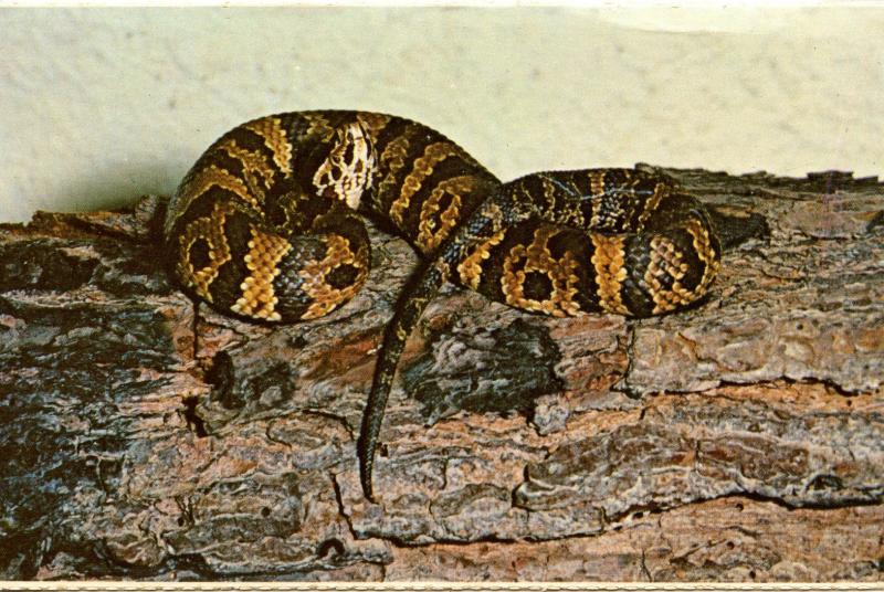 Snake - Cottonmouth Water Moccasin