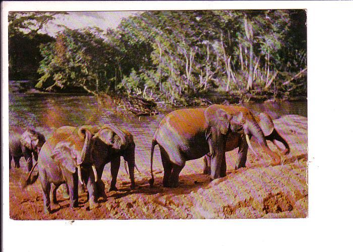 Elephants Kenya, Used 1961, Poulenc Add for Dear Doctor Series