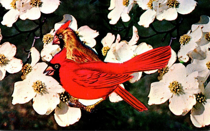 North Carolina State Flower The Dogwood and State Bird The Cardinal