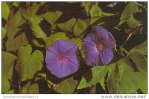 Flowers Morning Glory Growing Wild In Bermuda