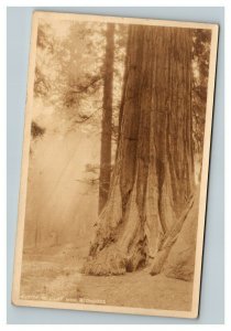 Vintage 1927 RPPC Postcard Shrine of Light and Redwood in Yosemite Rare Stamp