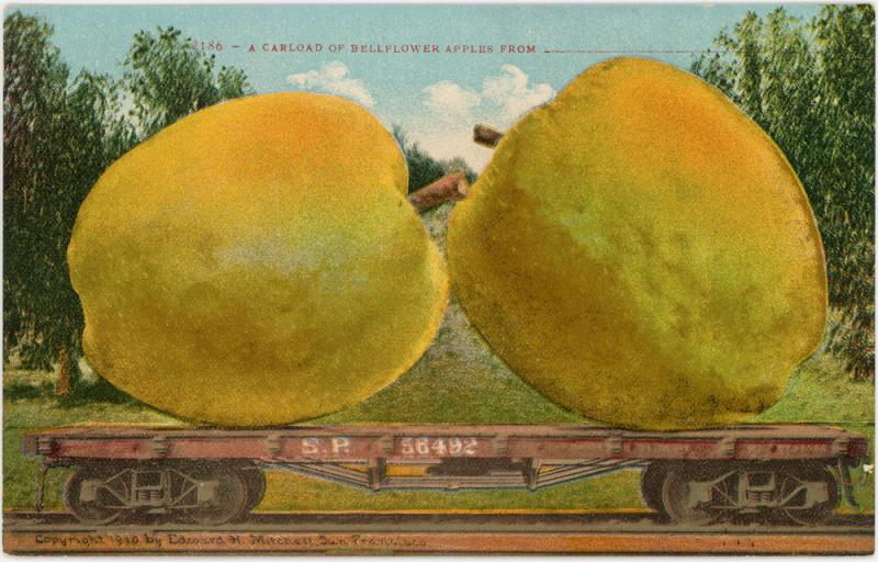 Train Carload of Bellflower Apples -  c. 1910 Exaggeration 