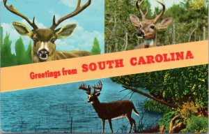 Postcard SC - Greetings from South Carolina - deer multiview
