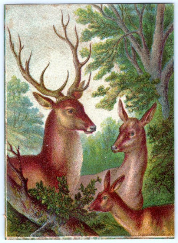 DEER IN FOREST LITHO*1800's VICTORIAN ERA*E G RIDEOUT*CADWELL LITHOGRAPHIC CO NY