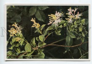 428028 Flower Lonicera periclynemum Sammelwerk Tobacco Card w/ ADVERTISING