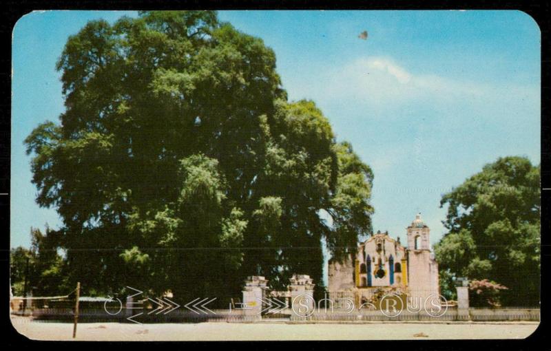 Templo y Arbol de Santa Maria del Tule