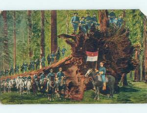 Damaged Divided-Back US CAVALRY AT YOSEMITE PARK Wawona & Stockton CA HM6851