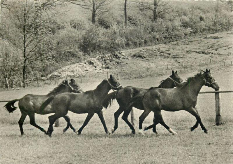 Horses herd postcard