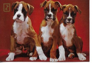 Three dogs Moddern Spanish photo postcard 1970s