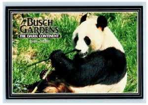 Vintage Panda, Bush Gardens The Dark Continent. Tampa, Florida. Postcard 5WE