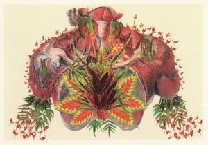 Chest Heart Lungs Muscles as Flowers Anatomy Painting 8x6 Postcard