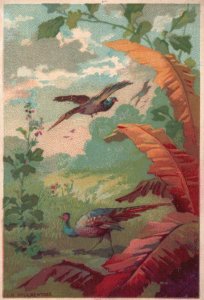 1880s-90s Wild Pheasants in the Forest Trade Card