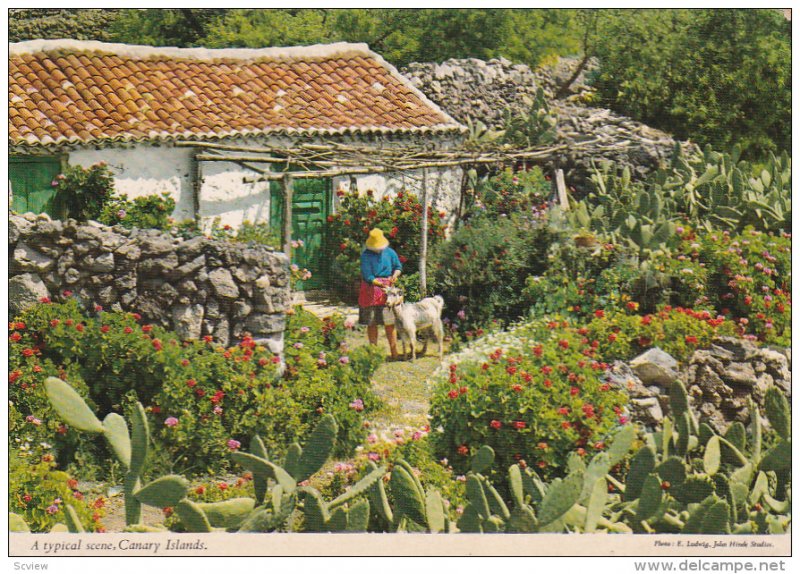 Woman & goat at home , Canary Islands . Spain , 50-70s