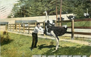 Wheelock Postcard Boy Catching and Holding An Ostrich Hot Springs AR Garland Co