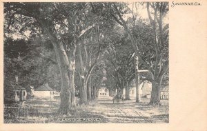 HERMITAGE AVENUE SAVANNAH GEORGIA BLACK AMERICANA POSTCARD (c. 1905)