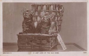 A Last Look At The Old Home Cats Removal Luggage Antique Real Photo Postcard