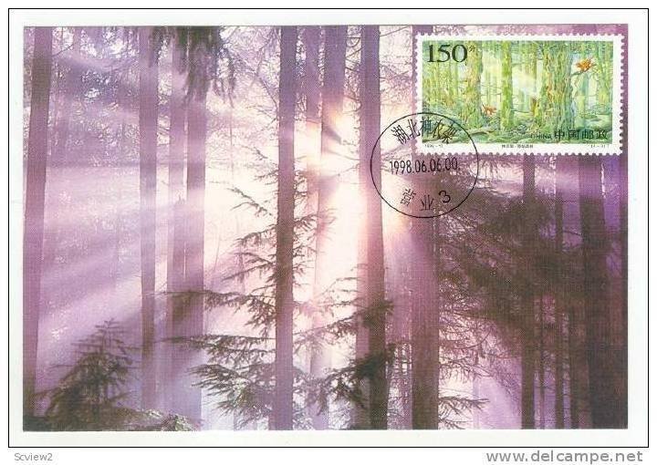 MAXIUM postcard  Shen-Nong Shelf--the Virgin Forest, China 1998