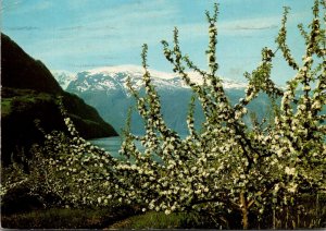 Norway Sogn Apple Blossom Time 1971