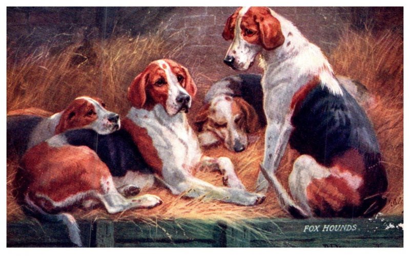 Dog  , Fox Hounds