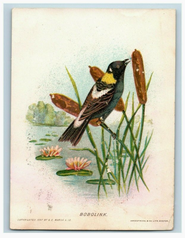 1888 G.E. Marsh & Co. New England Birds Series Fab! Lot Of 5 7D