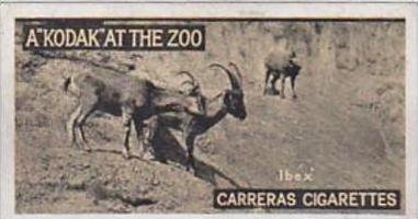 Carreras Cigarette Card Kodak At Zoo 1st Series No 34 Ibex