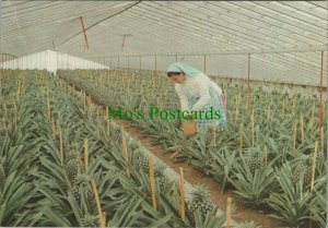 Portugal Postcard - Hot House For Pineapples, S.Miguel, Acores RR12332