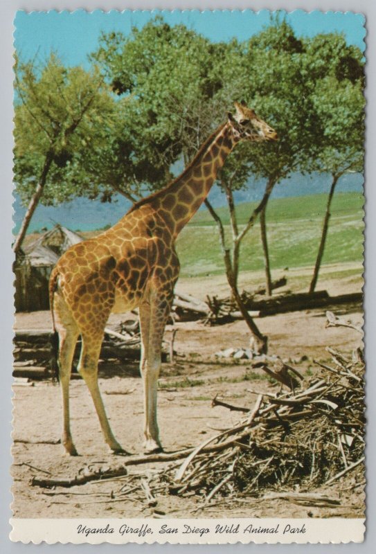 Animal~Uganda Giraffe~San Diego Wild Animal Park California~Continental Postcard 