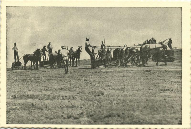 israel palestine, Scraping for Orange Plantations (1930s) Tmunia Postcard 202