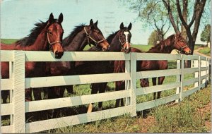 postcard - horse - Friendly Gathering - horses along fence