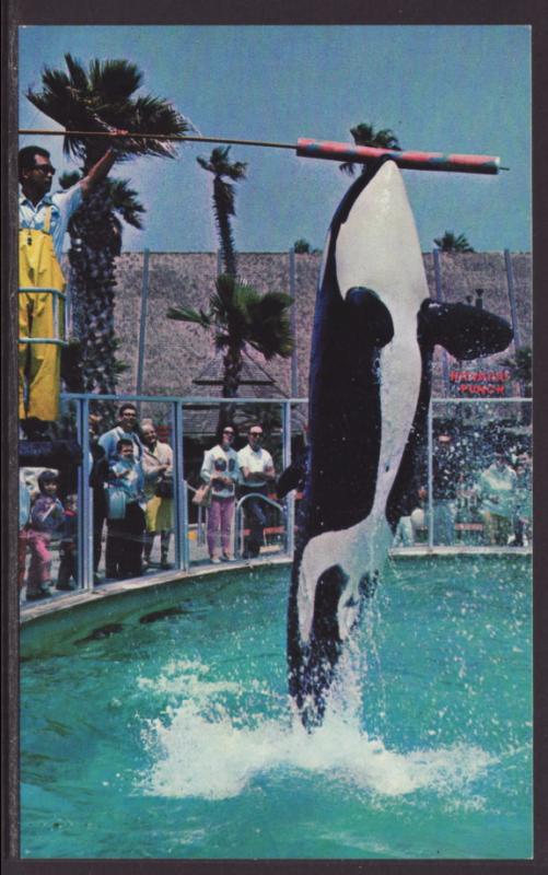 Shamu,Killer Whale,Sea World,San Diego,CA Postcard