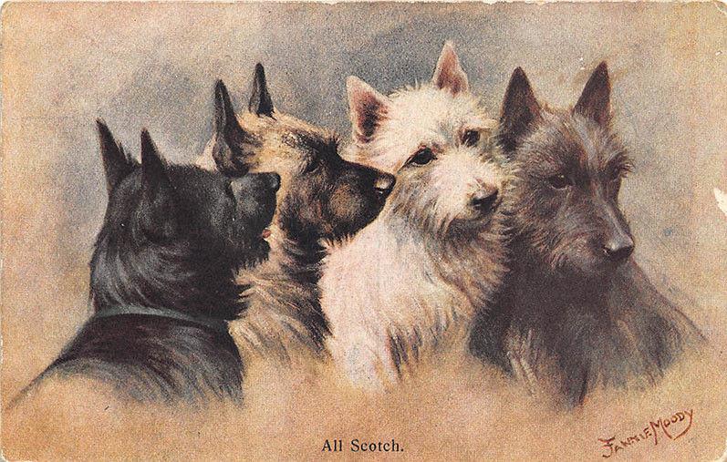 Scottie Terrier Dog Signed Artist Fannie Moody All Scotch Postcard
