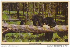 Native Wild Black Bears