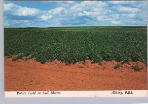 Potato Field In Full Bloom, Albany, Prince Edward Island, Chrome Postcard