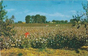 Cotton Field In The Sunny South 1960