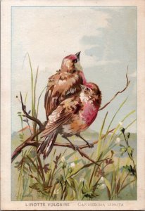 Birds Advertising Card Linotte Vulgaire Cannebina Linota C005