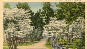 GA - Atlanta, Dogwood in Bloom