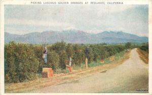 c1915 REDLANDS Fruit Picking Oranges Orchard Commercial Agriculture Farming 4371