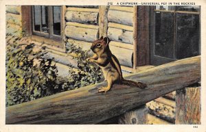Chipmunk Squirrel / Chipmunks / Woodchucks Universal Pet in the Rockies, USA ...