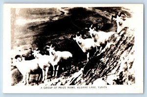 Yukon Canada Postcard Group of Prize Rams Kluane Lake c1920's RPPC Photo