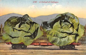 Cabbages Unused 